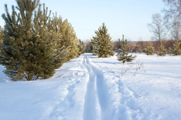 Esquí de nieve Pista en bosque de pinos — Foto de Stock