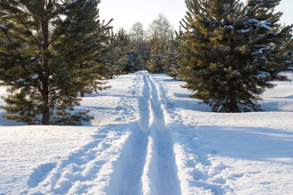 Esquí de nieve Pista en bosque de pinos — Foto de Stock