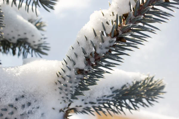 Ramo de pinheiro sob neve — Fotografia de Stock