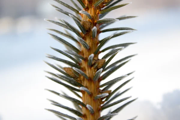 Tallgren under snö — Stockfoto