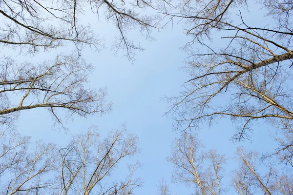 Гілка на тлі блакитного неба — стокове фото