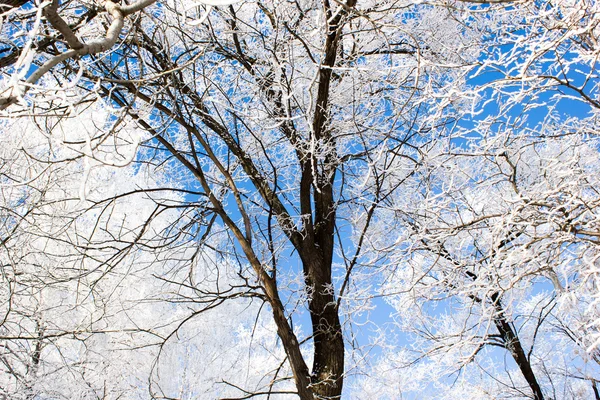 Gałęzie drzewa pod śniegiem, zbliżenie — Zdjęcie stockowe