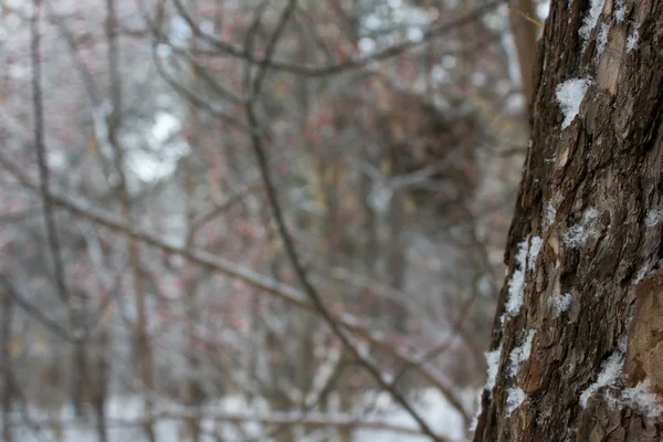 Kış orman portre, metin için boş alanı çam ağacı — Stok fotoğraf