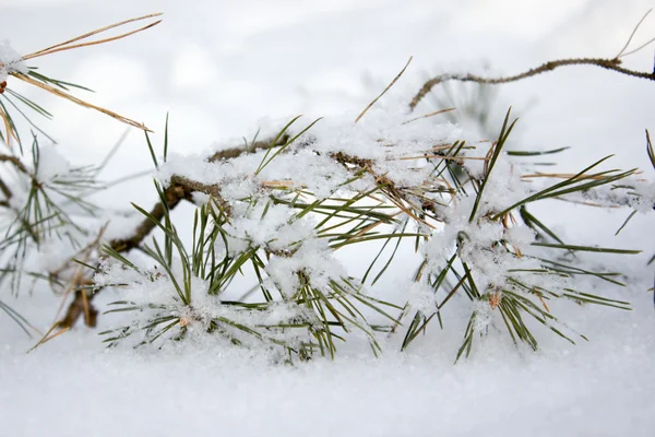 Ramo de pinheiro sob neve — Fotografia de Stock