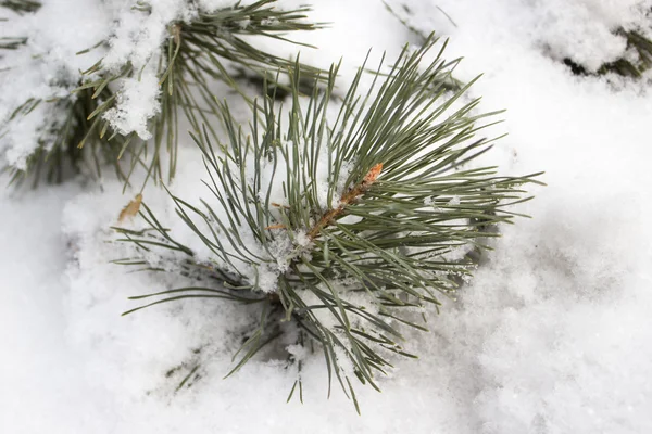 Rama de pino bajo nieve — Foto de Stock