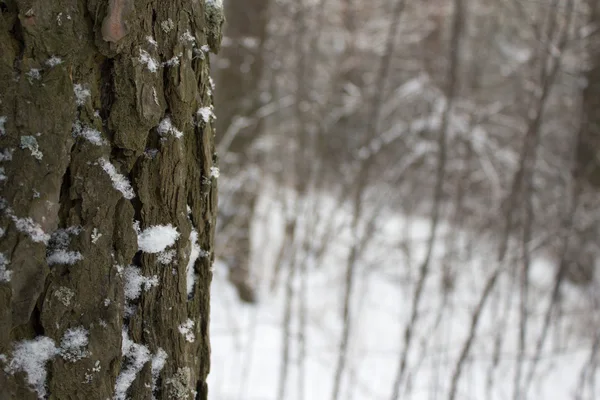 Kış orman portre, metin için boş alanı çam ağacı — Stok fotoğraf