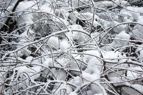 雪の中の木の枝 — ストック写真