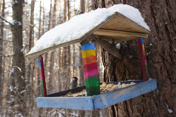 Pajarera en el árbol en el bosque de invierno — Foto de Stock