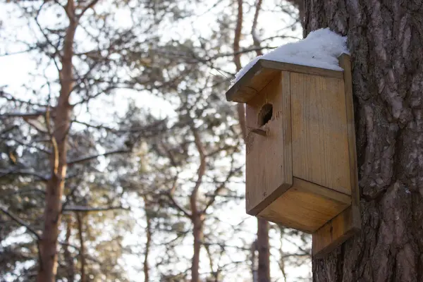 Pajarera en el árbol en el bosque de invierno — Foto de Stock