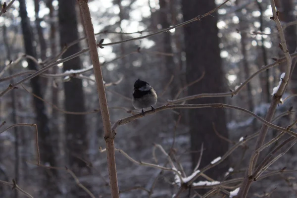 Un pájaro sentado en una rama en el bosque de invierno — Foto de Stock