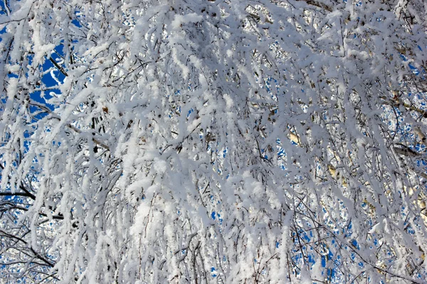 Rami di alberi sotto la neve — Foto Stock