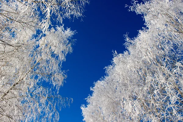 Ветви деревьев под снегом — стоковое фото