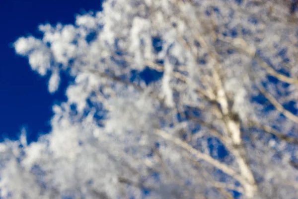 Rami di alberi sotto la neve — Foto Stock