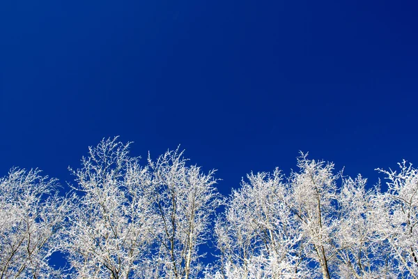 Tree branches under the snow — Stock Photo, Image