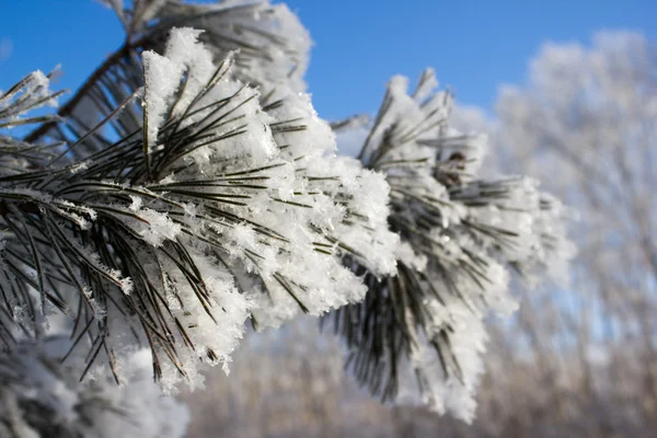 Ramo de pinheiro sob neve — Fotografia de Stock