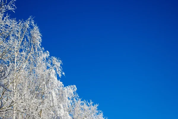 Fa ágai a hó alatt — Stock Fotó
