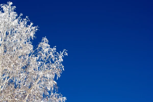 Rami di alberi sotto la neve — Foto Stock