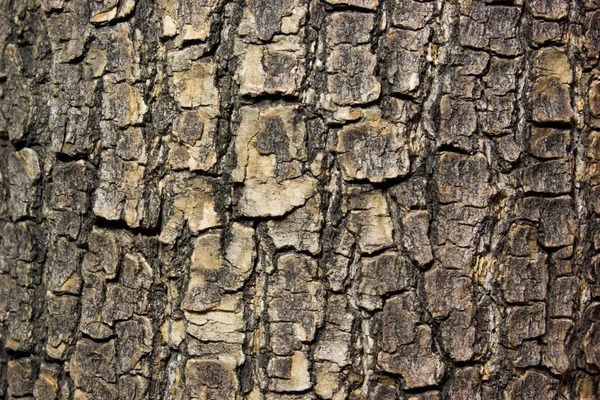 Кора дерева як фон — стокове фото