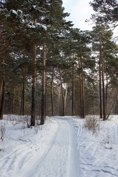 In winter forest Tree takken onder de sneeuw Rechtenvrije Stockfoto's