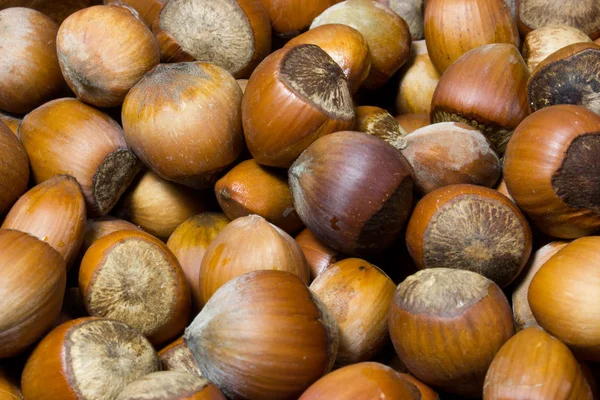 Hazelnut in shell as background — Stock Photo, Image