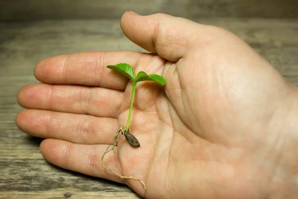 Молодой зеленый росток держит в руке . — стоковое фото
