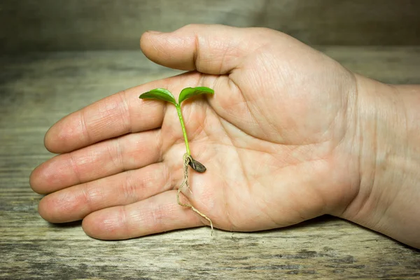 Young green sprout holds in hand. — Stock Photo, Image