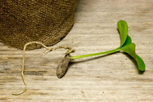 Young green sprout without soil. — Stock Photo, Image