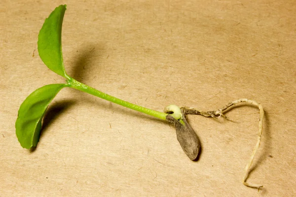 Young green sprout without soil. — Stock Photo, Image