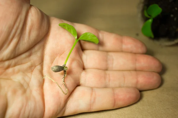 Jovem broto verde segura na mão . — Fotografia de Stock