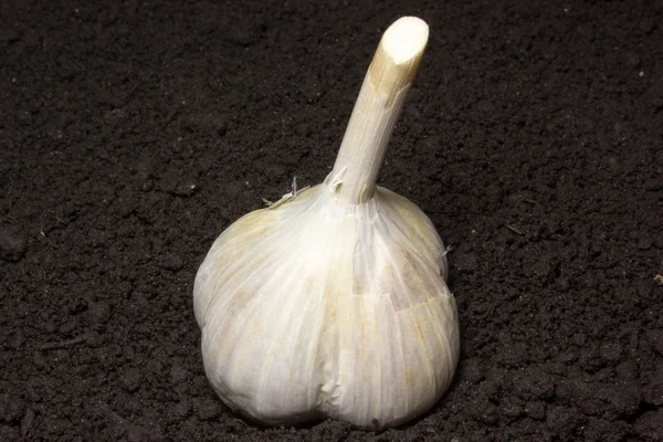Sarımsak toprağa büyür