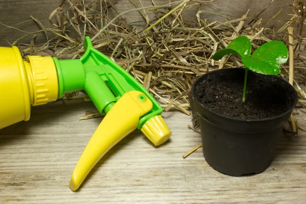 Горшок с зеленой капустой и устройством для распыления воды — стоковое фото