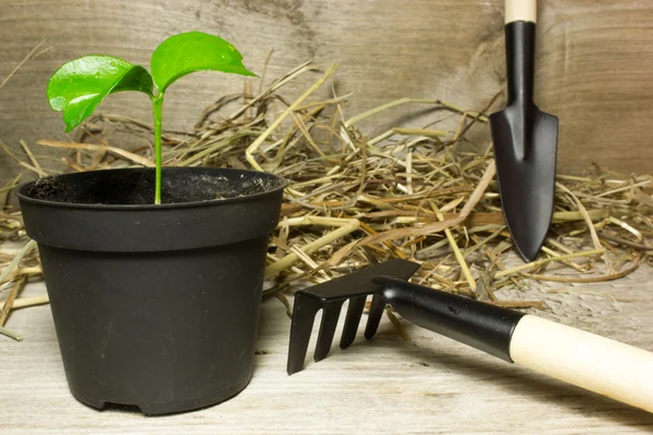 Горщик із зелених рослин та садових інструментів на дерев'яному фоні — стокове фото
