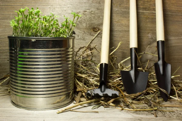 Горщик із зелених рослин та садових інструментів на дерев'яному фоні — стокове фото