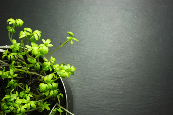 Planta verde numa lata. A vista de cima . — Fotografia de Stock