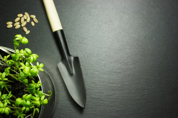 Горщик із зелених рослин та садових інструментів на темному тлі — стокове фото