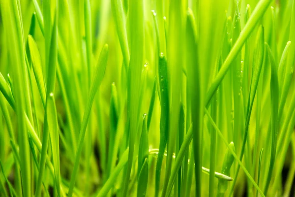 Zielona trawa z kroplami rosy — Zdjęcie stockowe