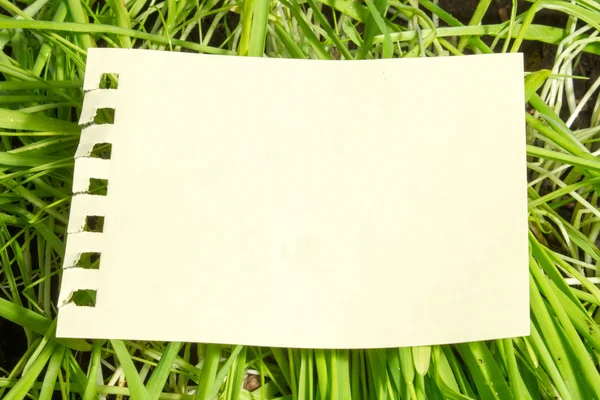 Prázdný list papíru na pozadí zelené trávy — Stock fotografie