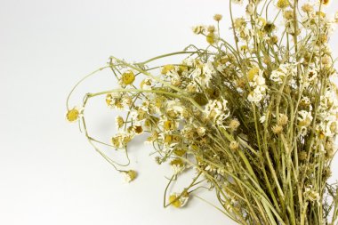 Bir demet papatya beyaz zemin üzerine kuru