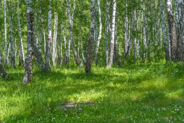 Güneşli yaz gününde yeşil çimenlikli Birch korusu. Beyaz ağaç gövdeleri olan huş ağacı ormanı