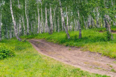 Yaz günü güneşli huş ormanlarında toprak yol