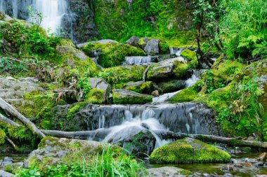 Yağmur ormanlarındaki orman deresi. Yosunlu kayalar ve yeşillikler arasında şelale. Yaz günü dağ nehri. Dağ deresi çağlayanlarıyla dolu doğa manzarası ormandaki gür çalıların arasında..