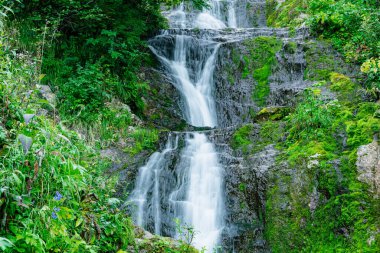 Yağmur ormanlarındaki nehir üzerindeki şelalenin atmosferik görüntüsü. Kayalar ve yeşil yosunlar arasında hızlı akarsu.