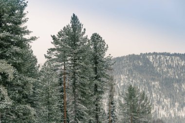 Kış manzarası. Yamaçtaki orman kar ve buzla kaplıdır. Sibirya 'da soğuk hava.