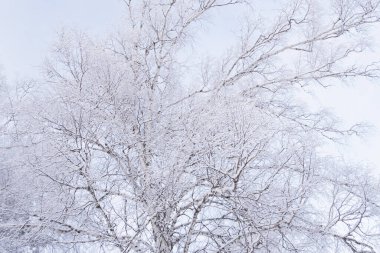 Yumuşak pembe sisli kar ağaçları. Kış ormanı sabahın erken saatlerinde dallarda don varken.