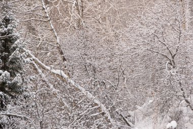 Yapraksız ağaçların dalları. Kış ormanlarındaki çalılıklarda kar ve buz