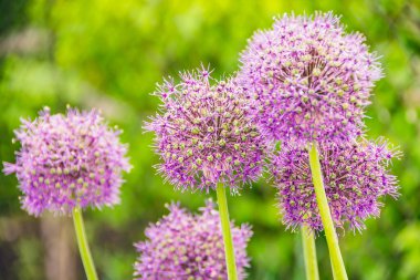 Mor yabani soğan yeşil vadide çiçek açar.