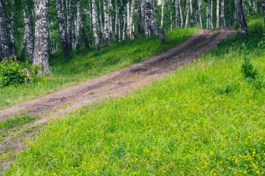 Yaz günü güneşli huş ormanlarında toprak yol