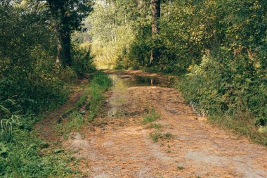 Sedir ormanındaki toprak yol çam iğneleriyle kaplı.
