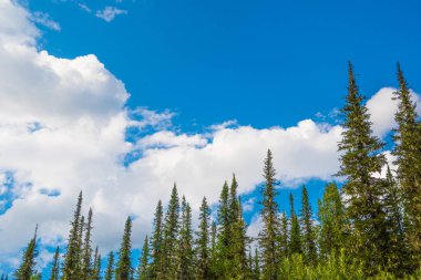 Arka plandaki ağaçların tepeleri ve bulutlar. Dağ vadisindeki çam ormanı. Mavi gökyüzünde güzellik dünyası dağ manzarası