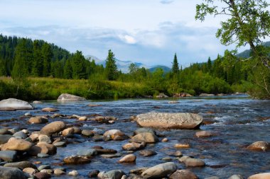 Orman vadisindeki kayalar ve kayalar arasındaki fırtınalı dere. Dağ nehri.